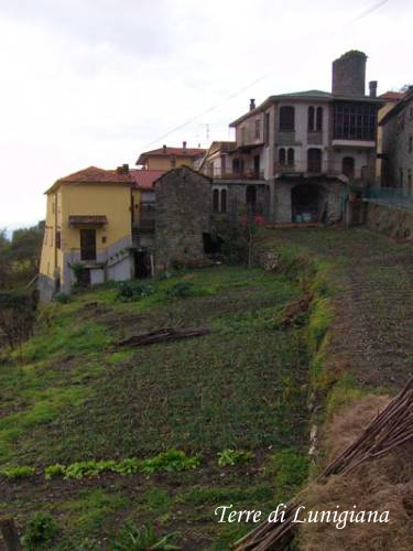 Campo di cipolle di Treschietto sotto il borgo